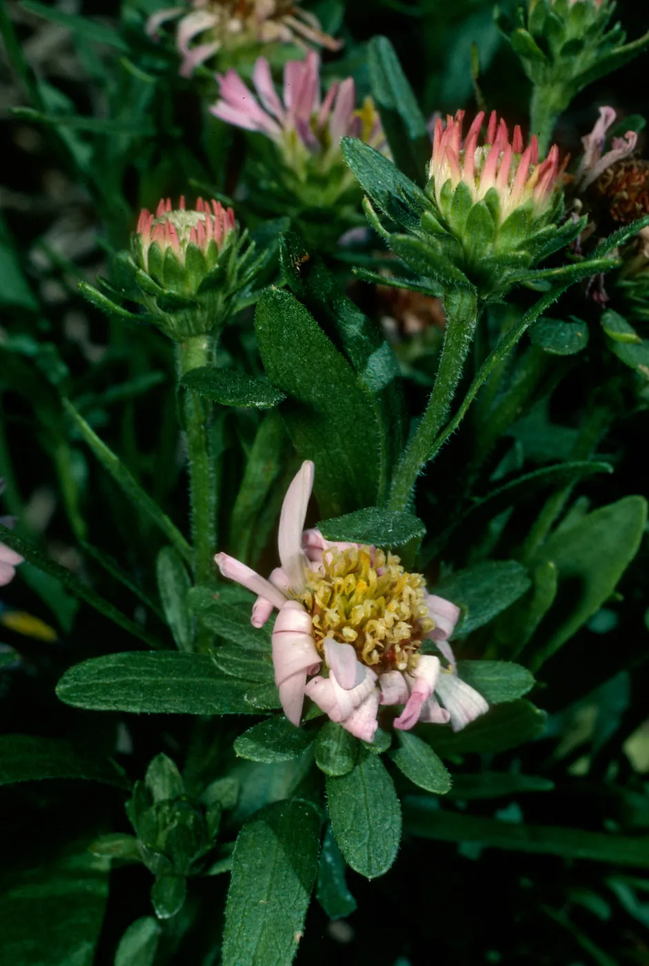 Aster chilensis, SBBG