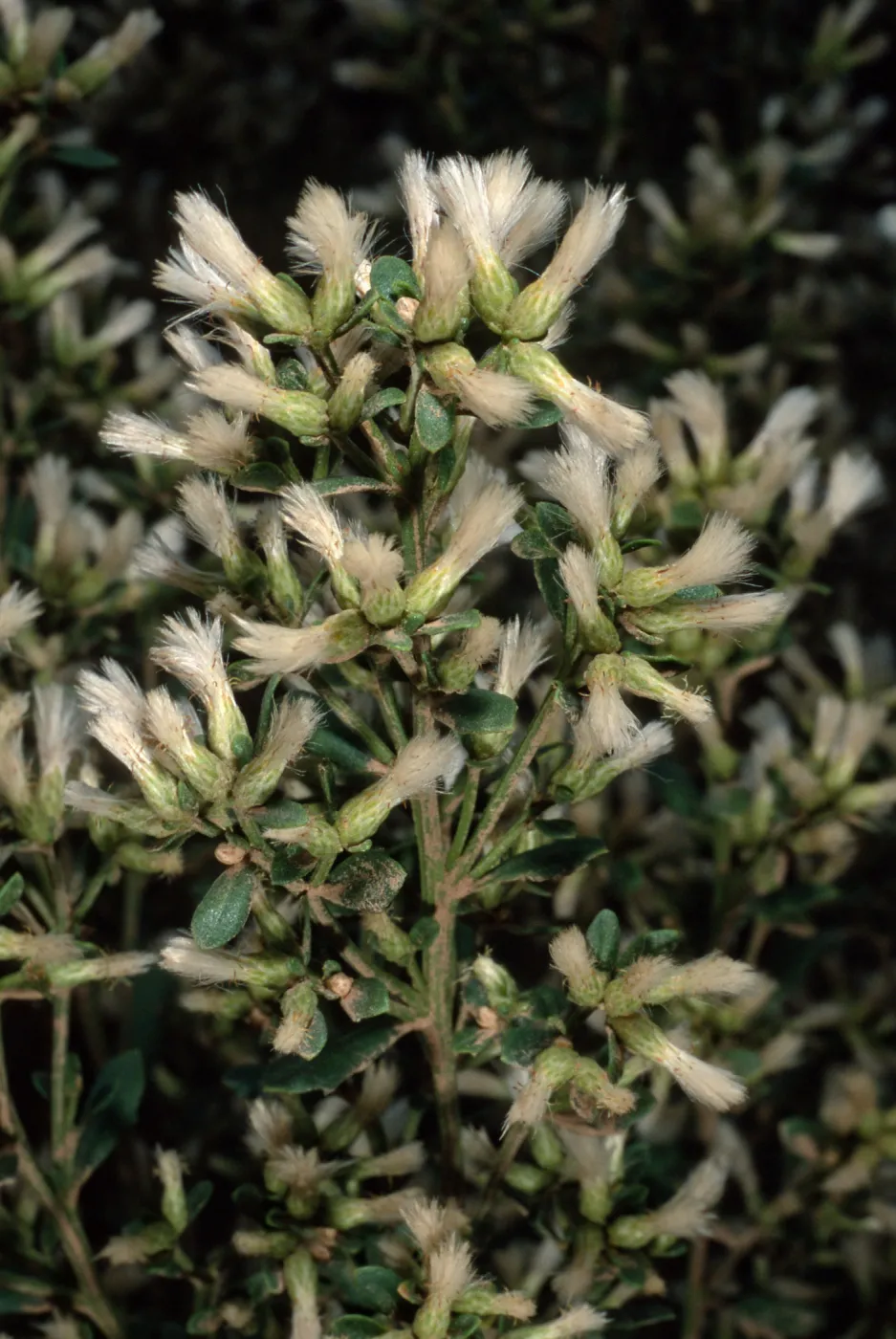 Baccharis pilularis, female, Middle Canyon, SCa