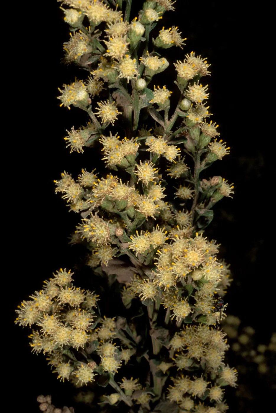 Baccharil piluaris, male, Middle Canyon Santa Catalina Island