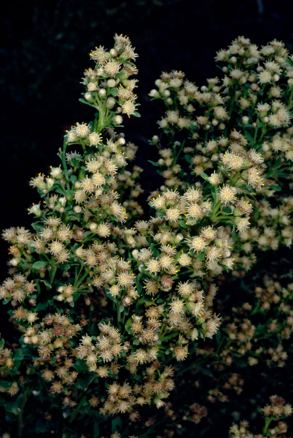 Baccharis pilularis, female, Middle Canyon, Santa Catalina Island