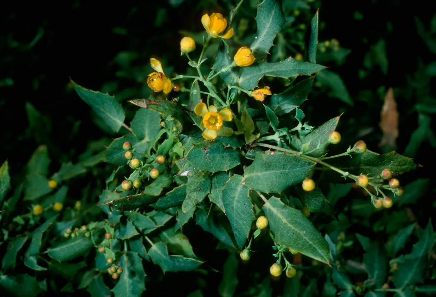 Berberis nevinii, SBBG