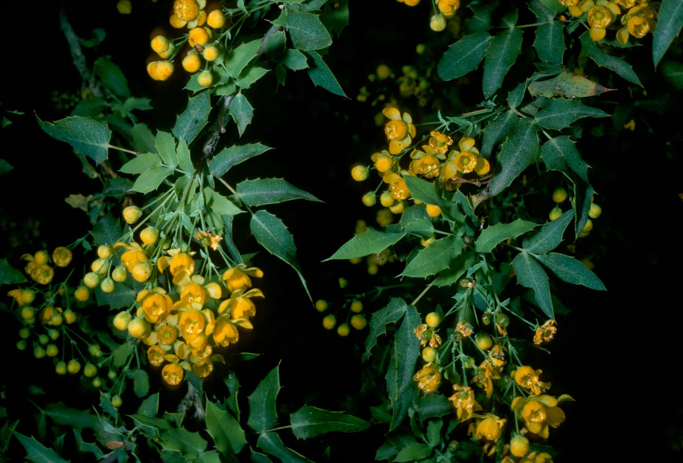Berberis nevinii, SBBG