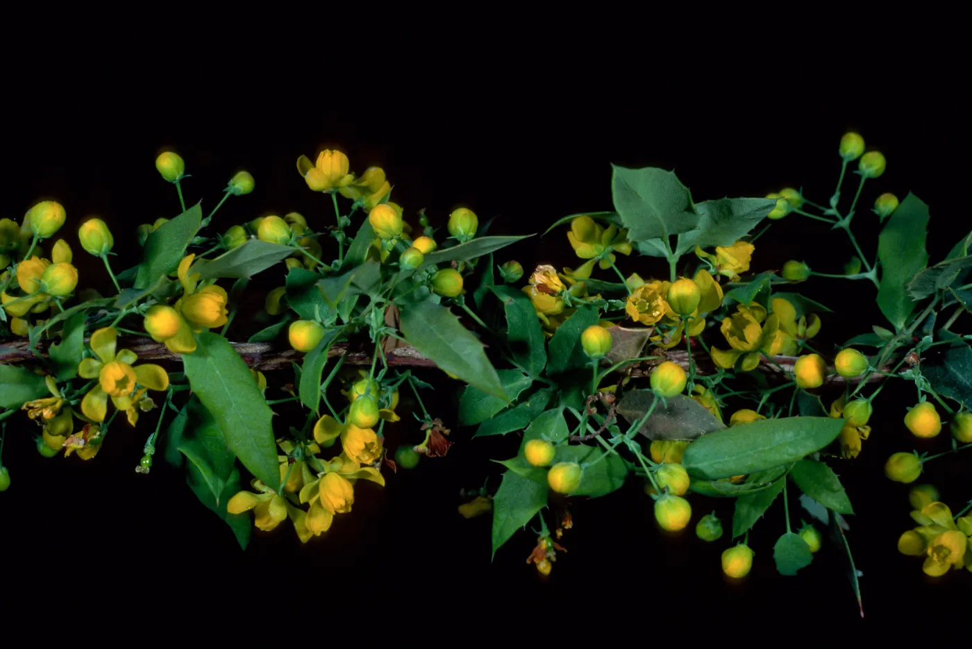 Berberis nevinii, SBBG