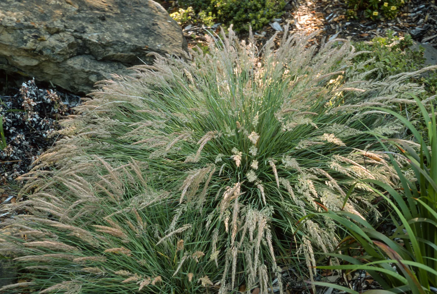 Calamagrostis foliosa, SBBG