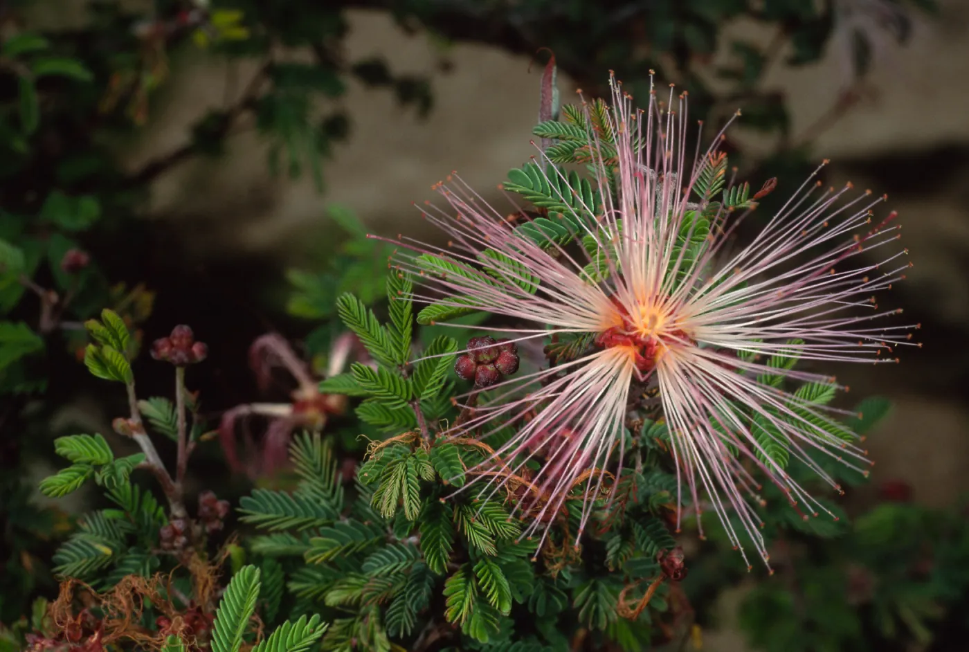 Calliandra eriophylla, SBBG