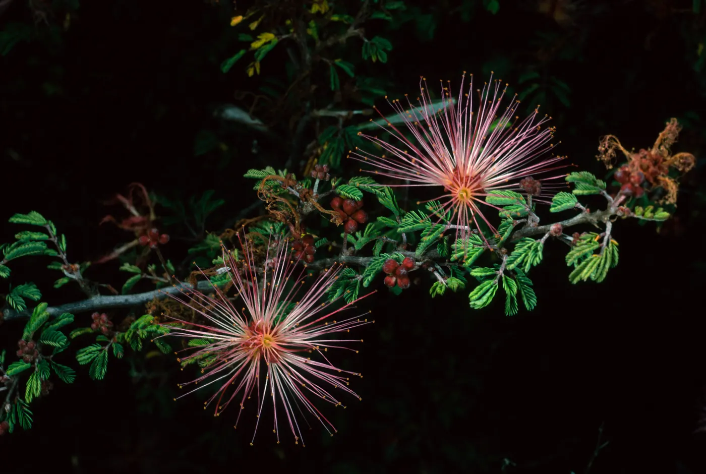 Calliandra eriophylla, SBBG