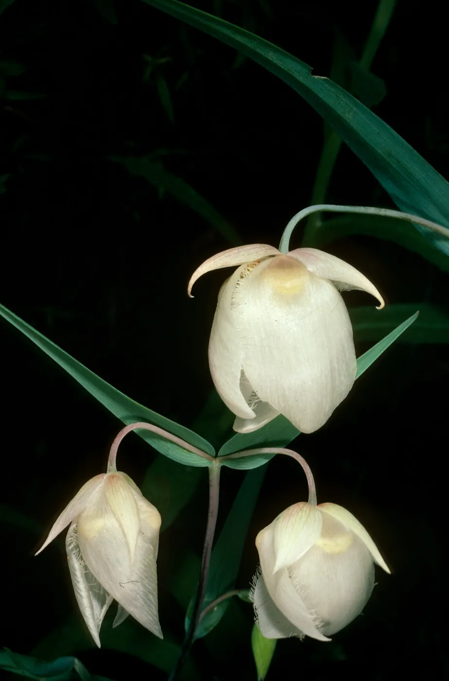 Calochortus albus, Paradise Rd.