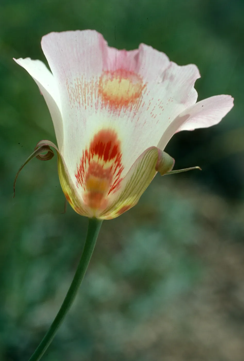 Calochortus venustus, Paradise Rd. by Snyder Trail