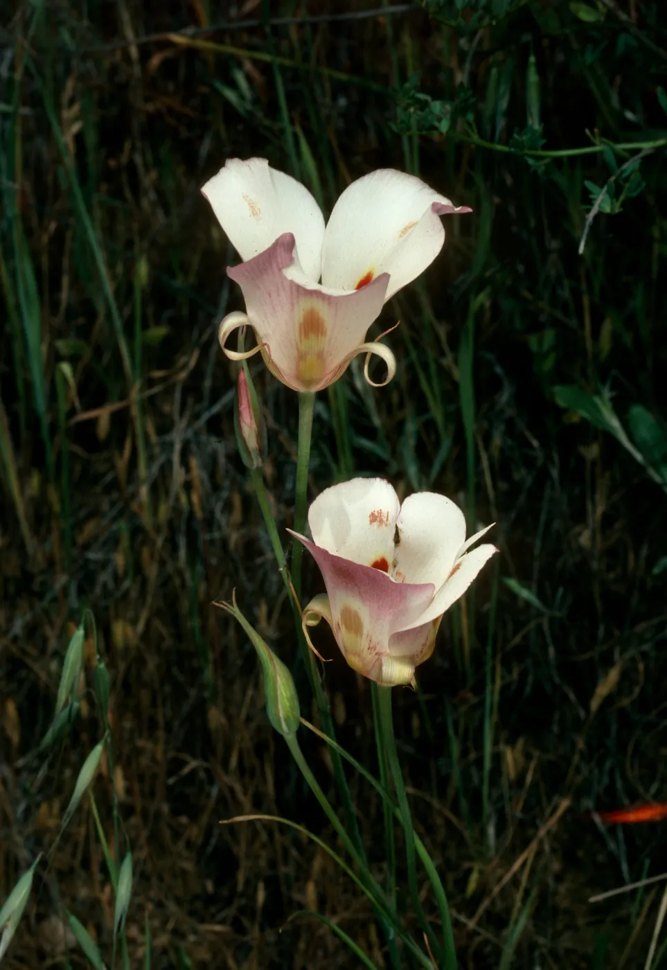 Calochortus venustus, Paradise Rd. by Snyder Trail