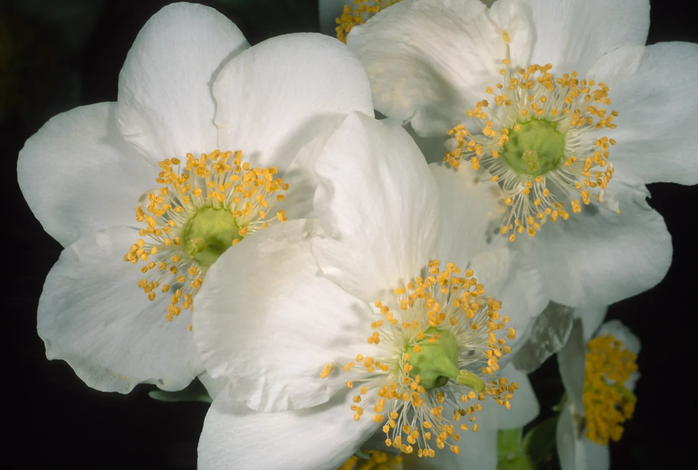 Carpinteria californica, SBBG