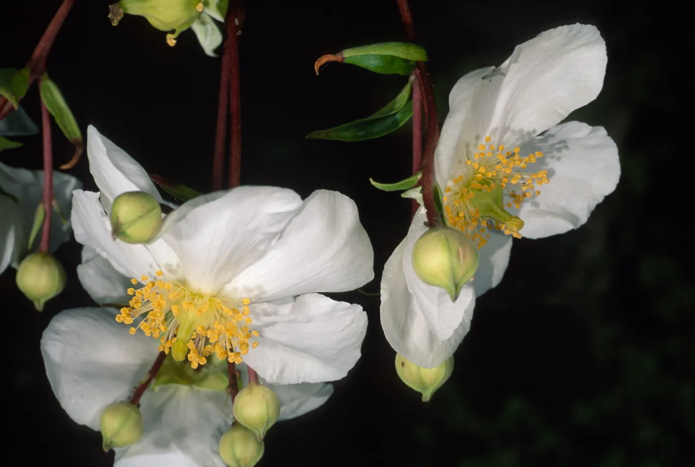 Carpinteria californica, SBBG