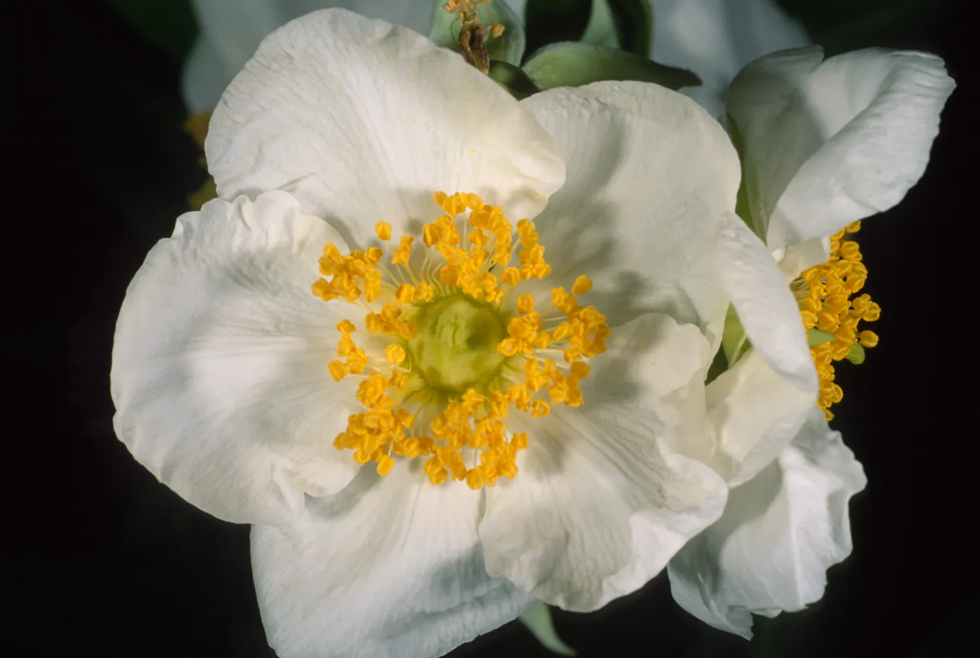 Carpinteria californica, SBBG