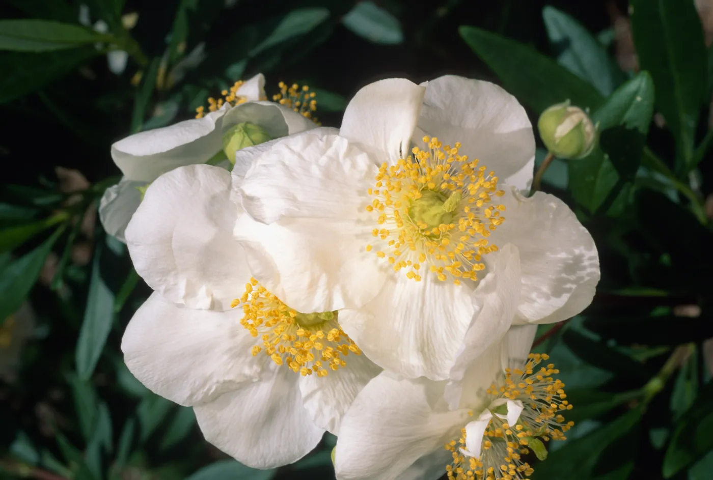 Carpinteria californica, SBBG