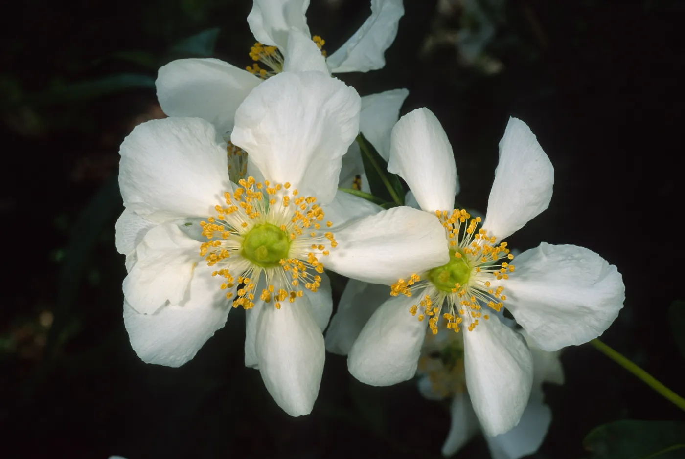 Carpenteria californica, SBBG