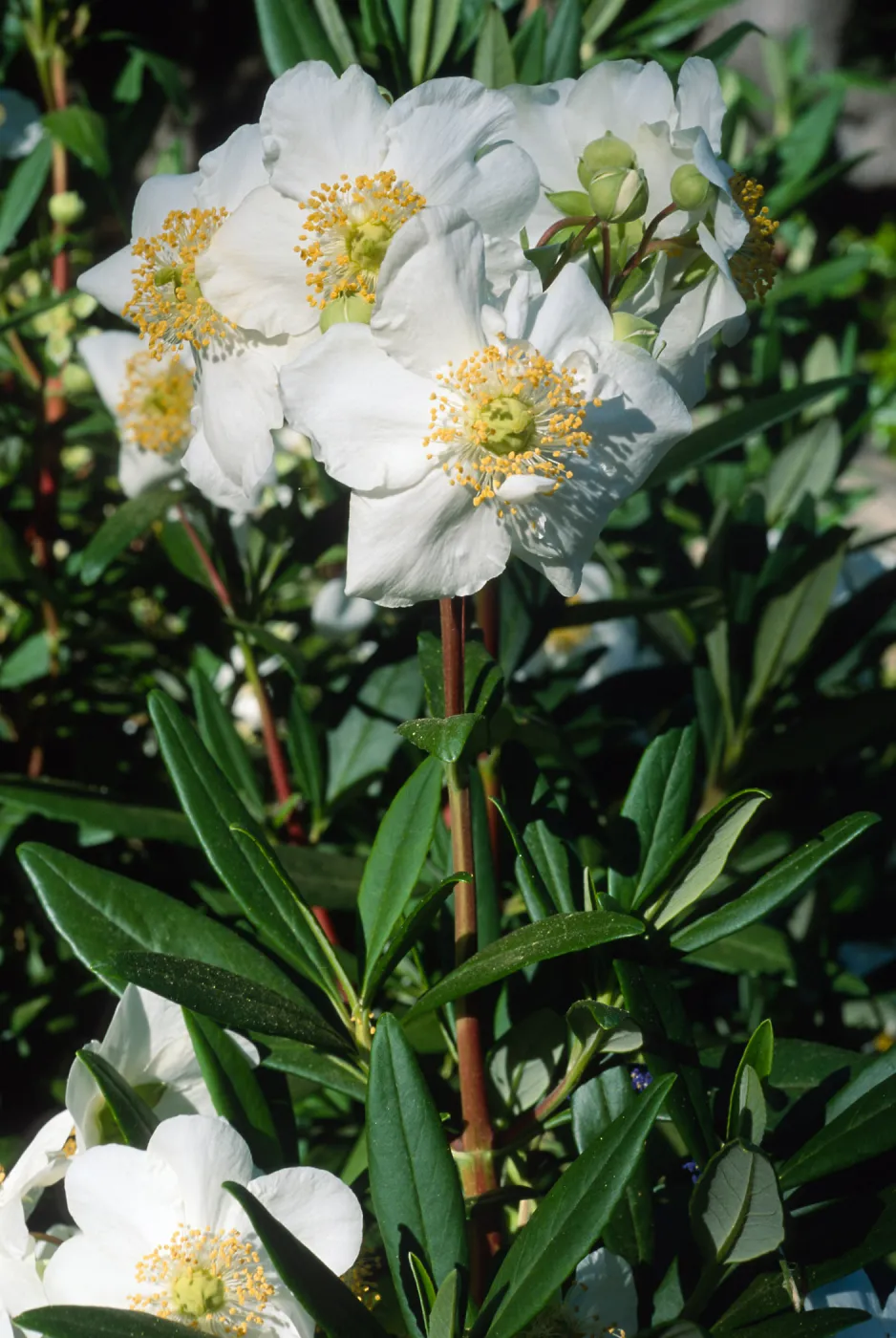 Carpinteria californica, SBBG