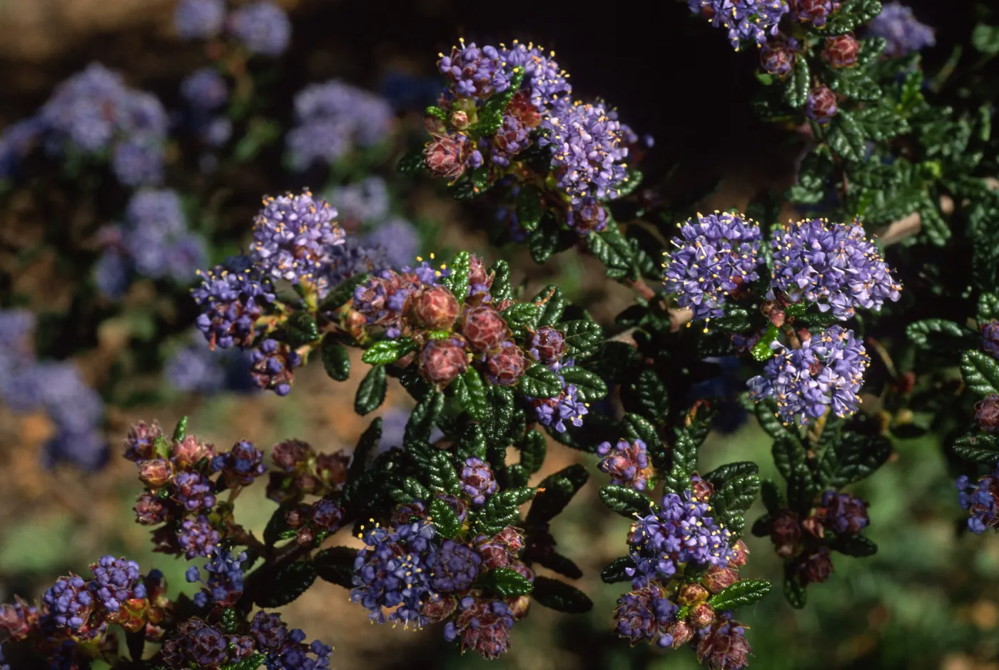 Ceanothus maritimus, SBBG