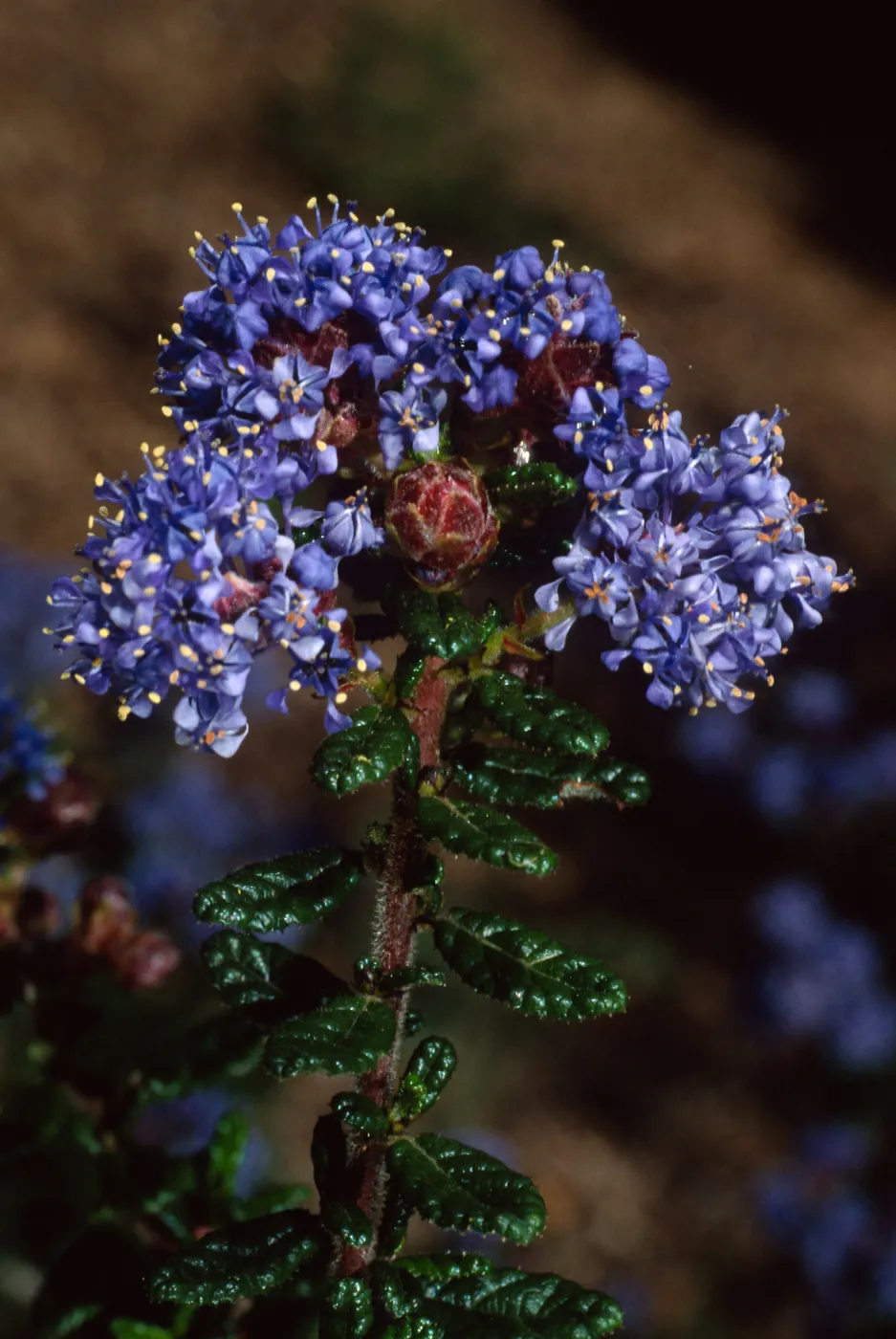 Ceanothus 'Julia Phelps', SBBG