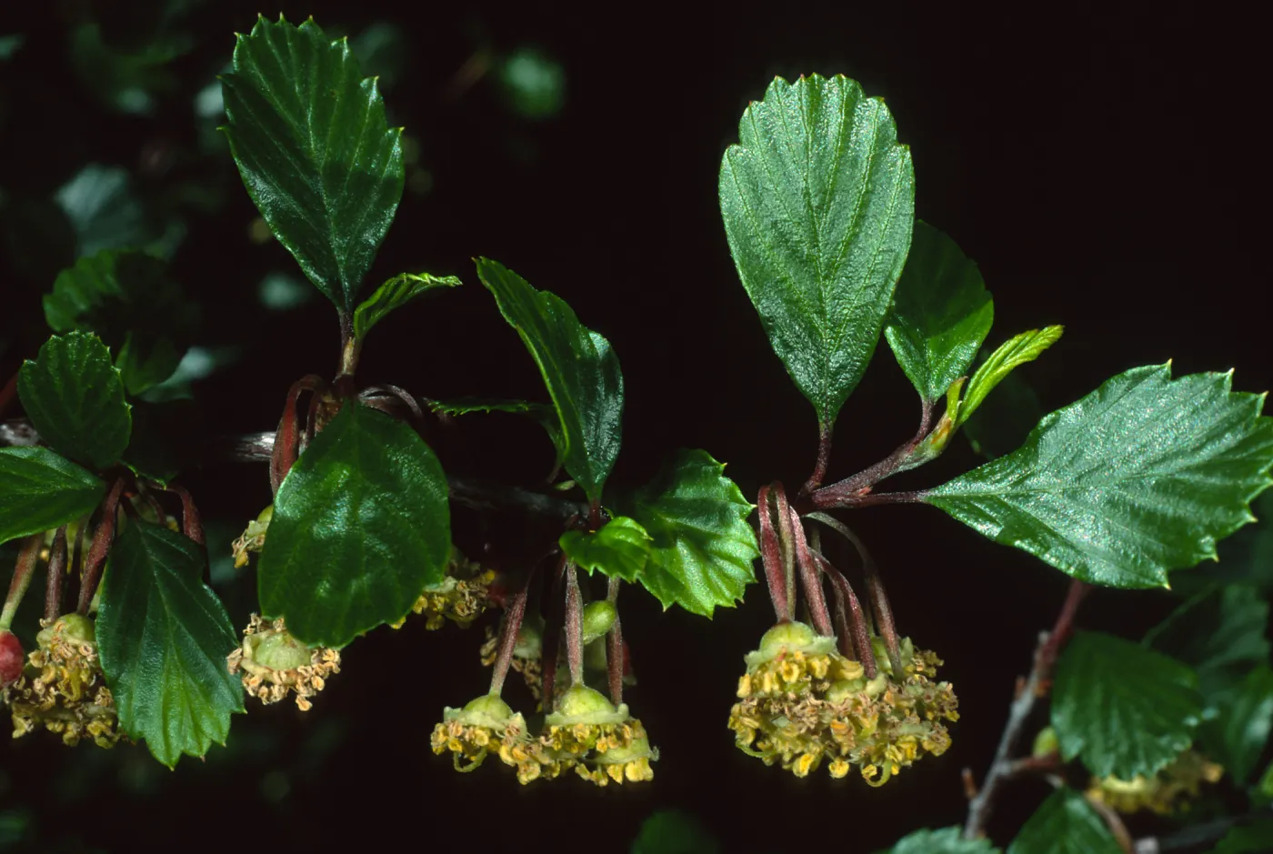 Cercocarpus betuloides, SBBG meadow border