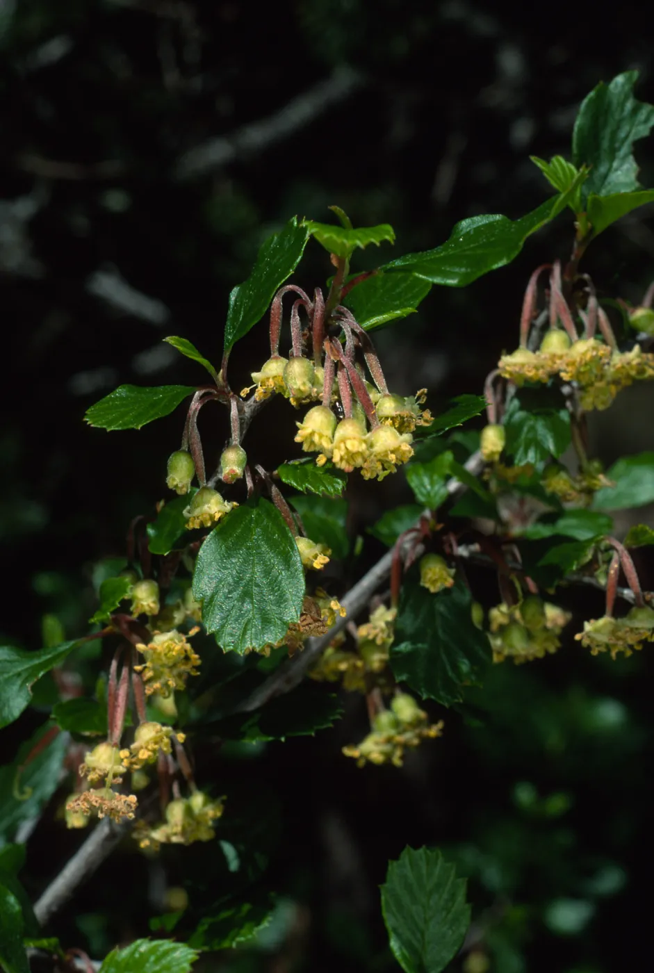 Cercocarpus betuloides, SBBG meadow border
