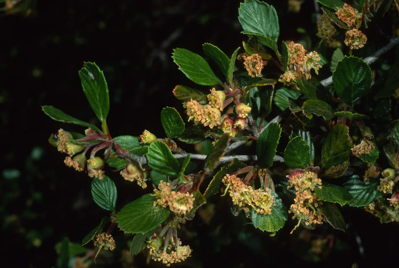 Cercocarpus betuloides, Tunnel Trail