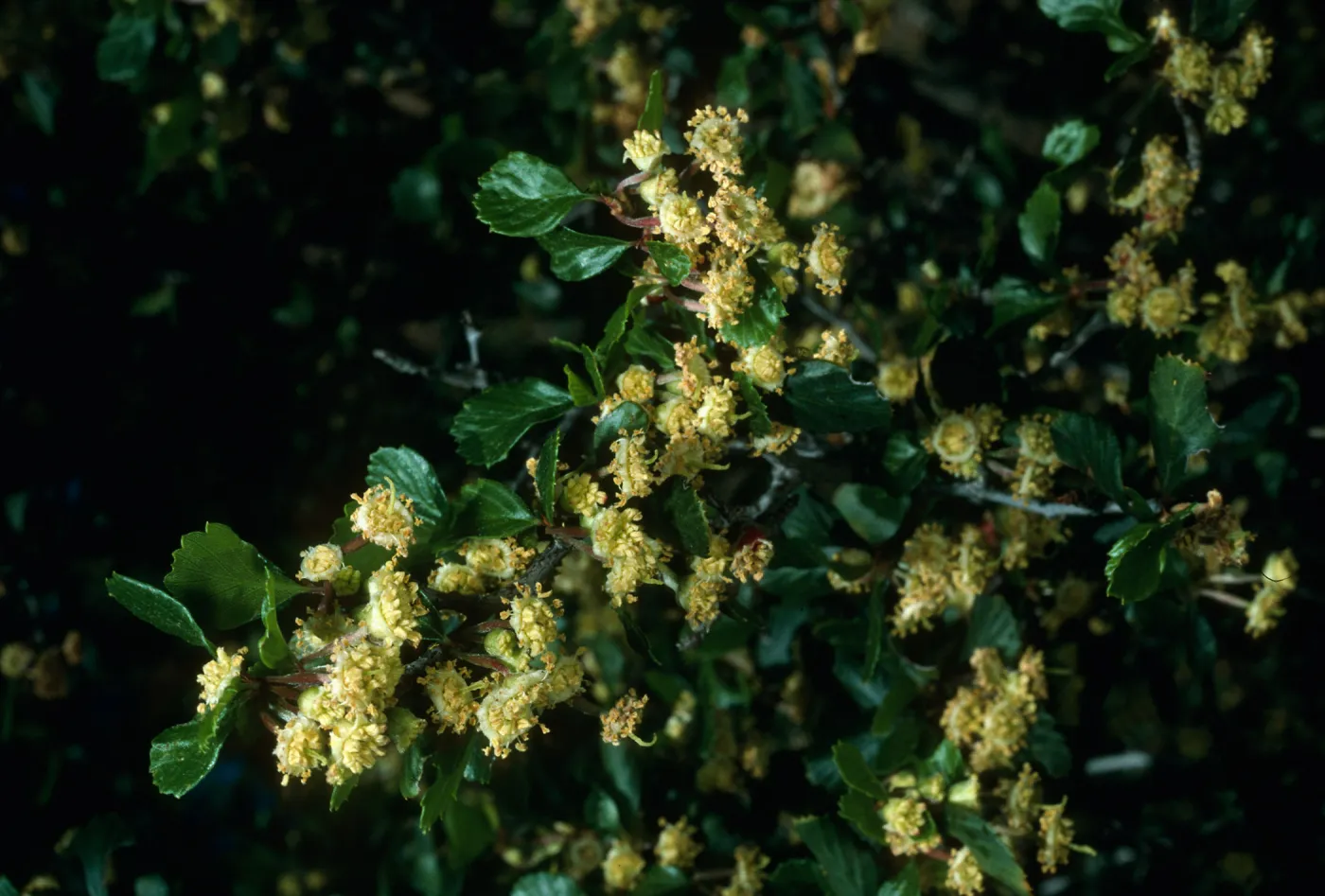 Cercocarpus betuloides, SBBG