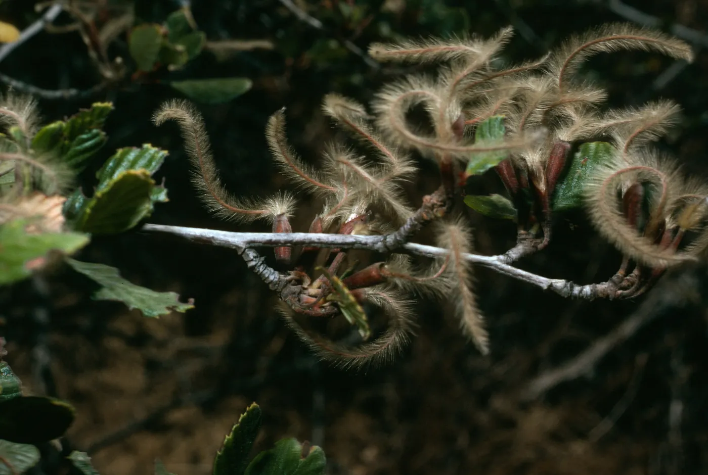 Cercocarpus betuloides, Tunnel Trail