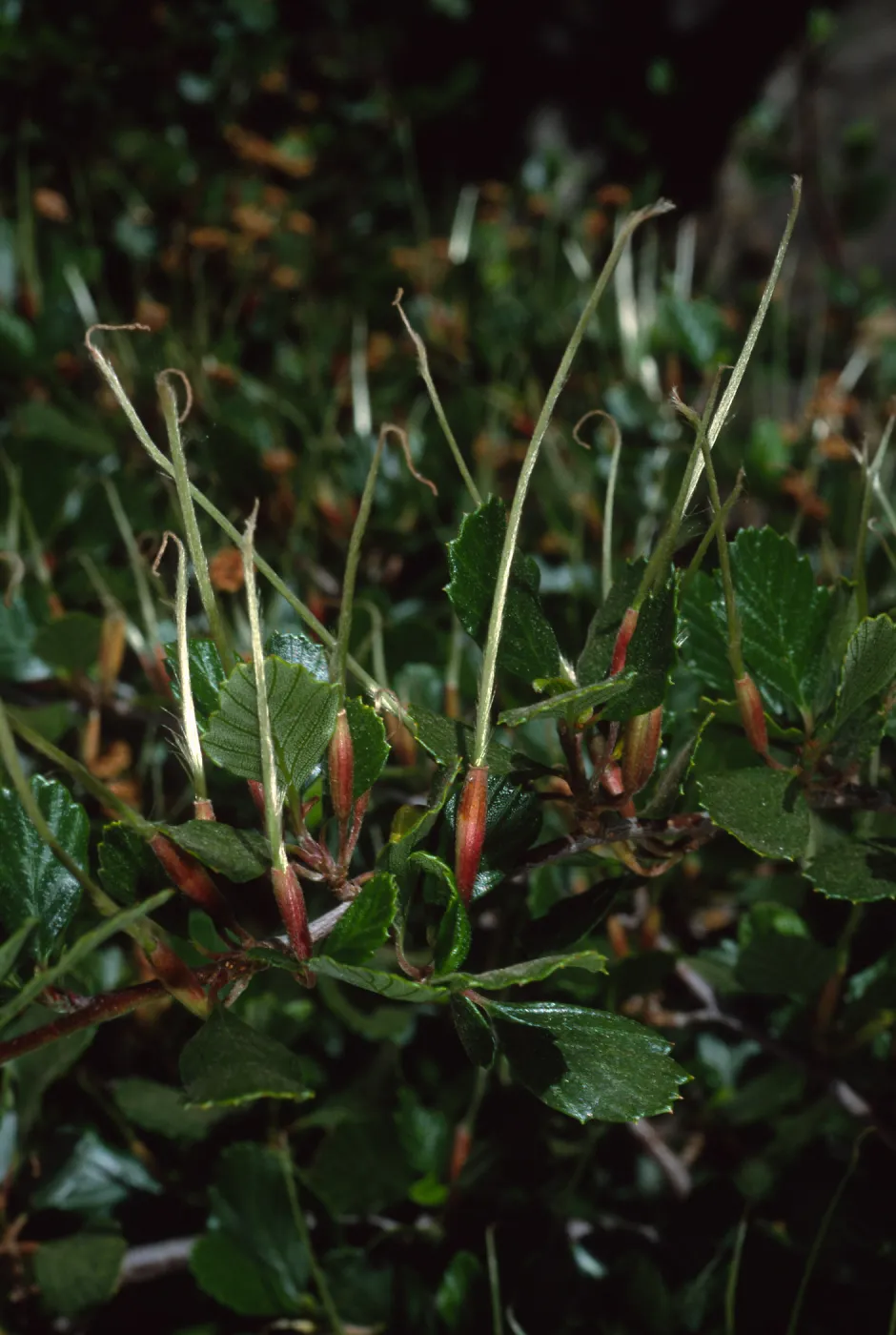 Cercocarpus betuloides, SBBG