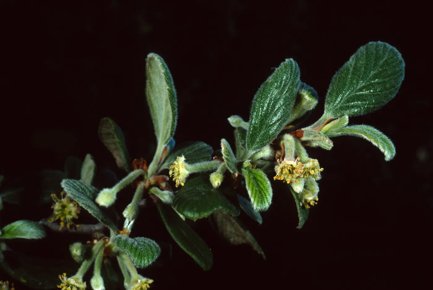 Cercocarpus traskiae,Wrigley Garden, Sta. Catalina Isl.
