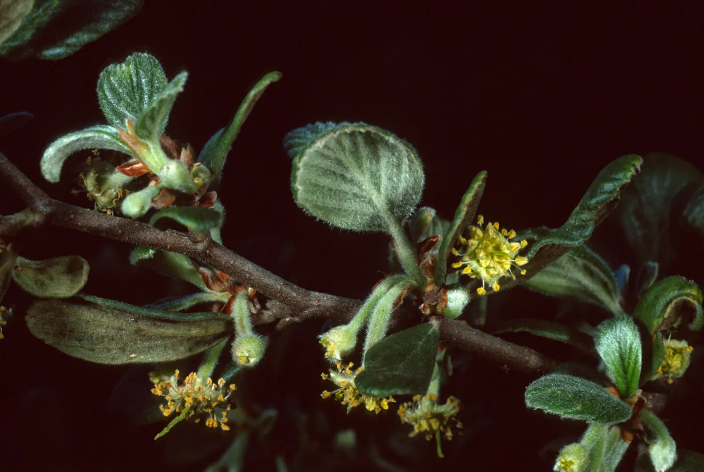Cercocarpus traskiae, Wrigley Garden, Sta. Catalina Isl.