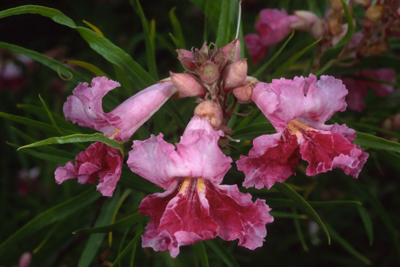 Chilopsis linearis, SBBG desert section