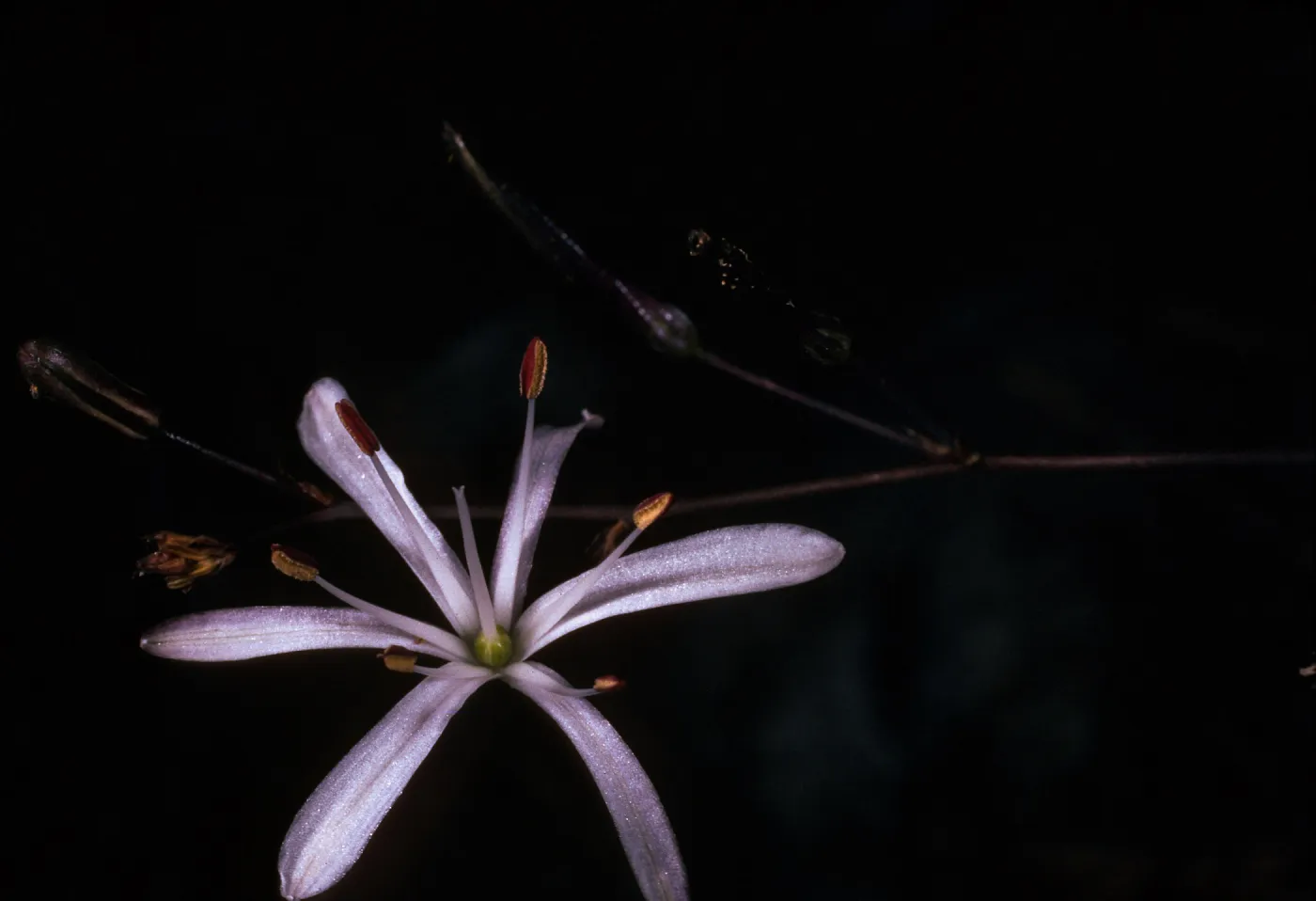 Chlorogalum pomeridianum, Cuesta Ridge