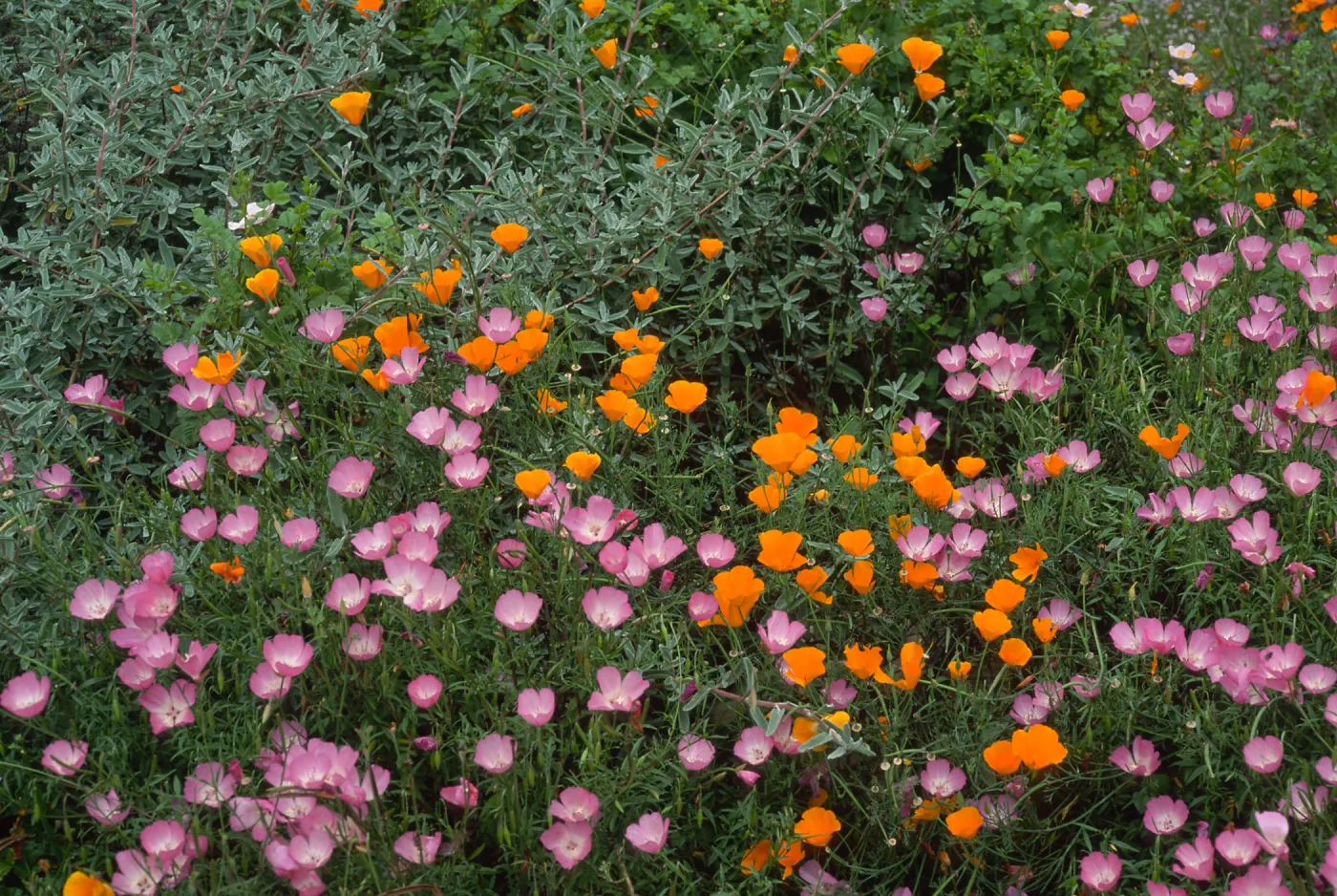 Clarkia, upper west Meadow SBBG