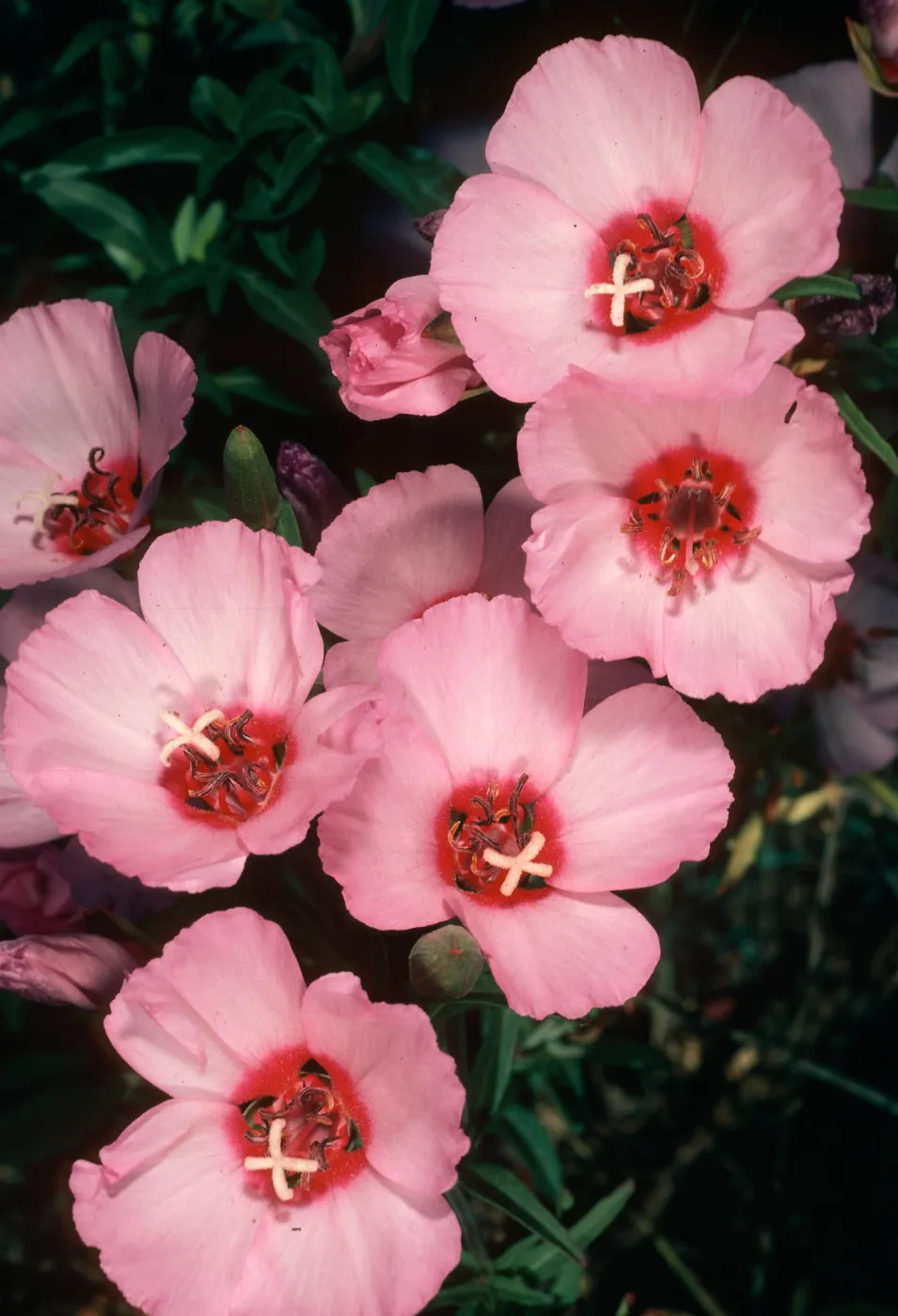 Clarkia, upper west Meadow SBBG