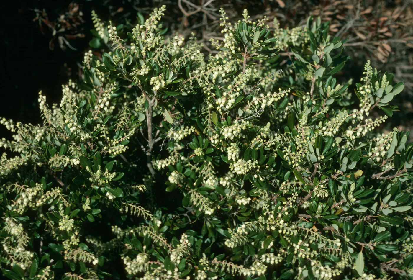 Comarostaphylos, east of Pelican Bay