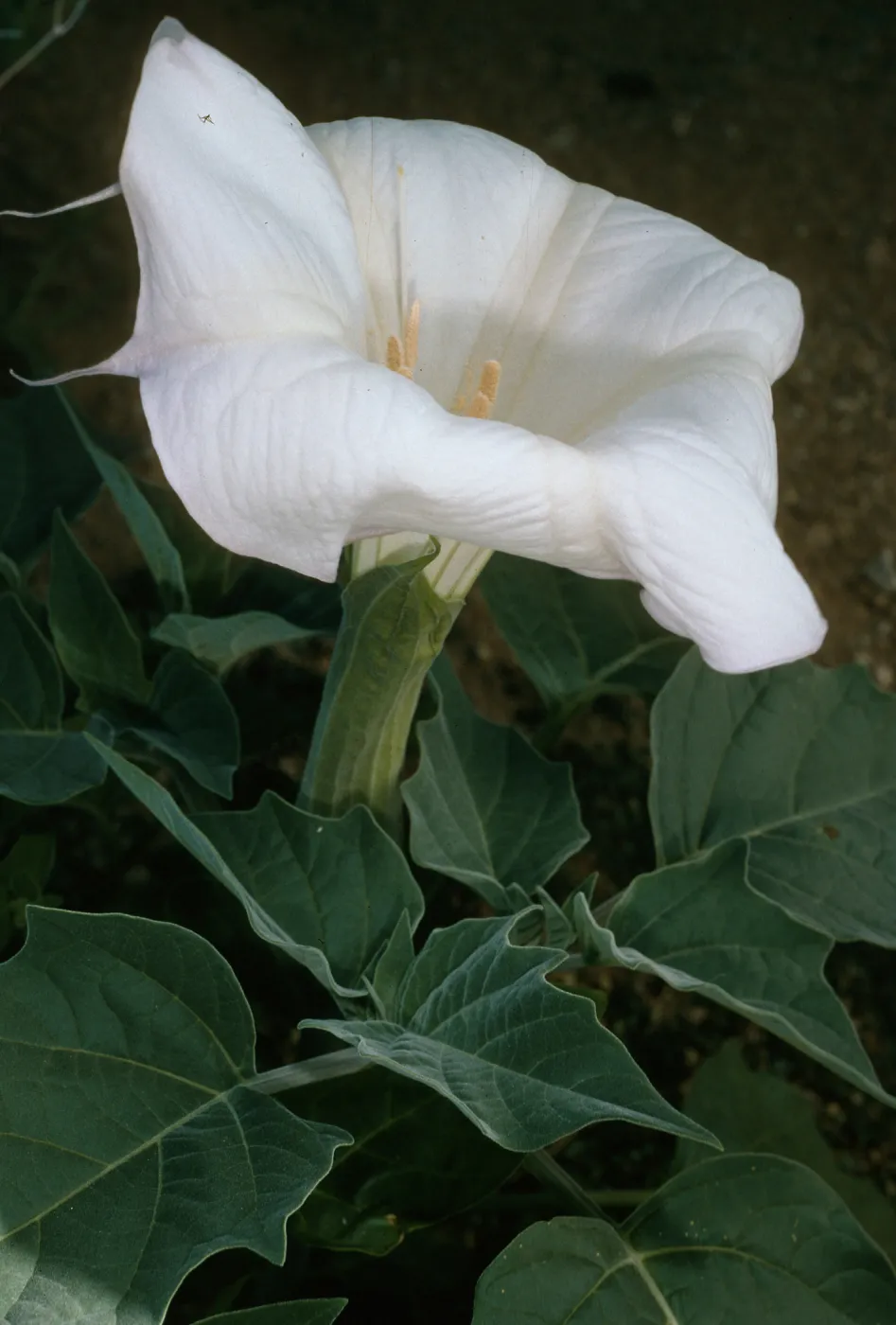 Datura wrightii, Joshua Tree