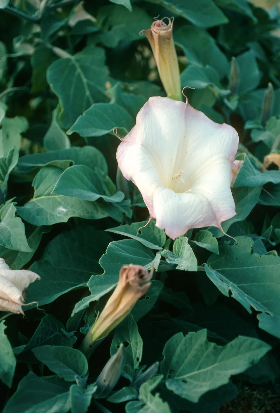 Datura wrightii, Coches Prietos, S. Cruz Isl.