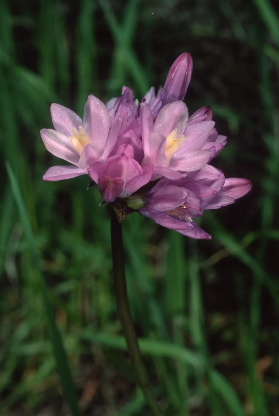 Dichelostemma capitatum, Tunnel Trail, SB
