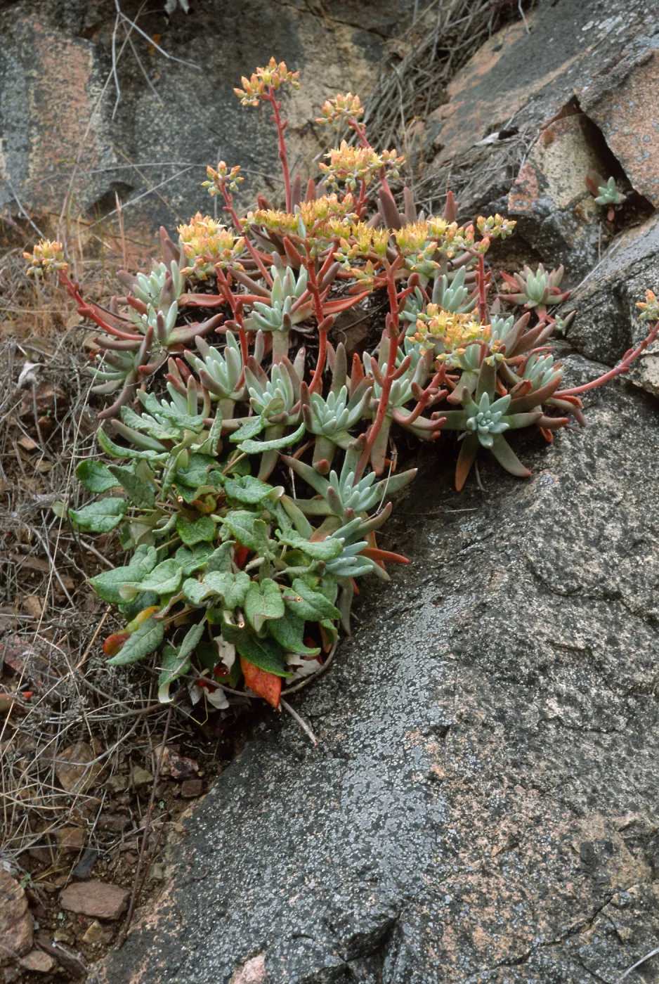 Dudleya hassei, Goat Harbor, Catalina Isl.