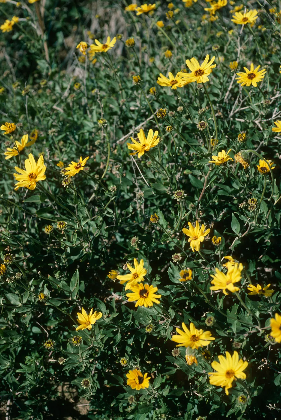 Encelia californica, Pt. Sal