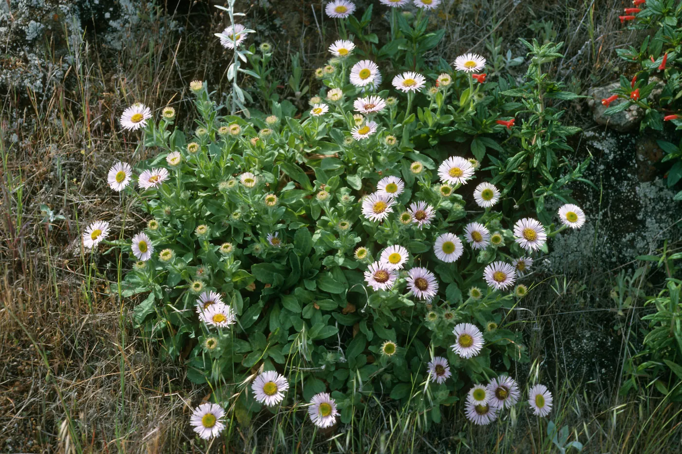 Erigeron glaucus, E. of Platts, S. Cruz Isl.