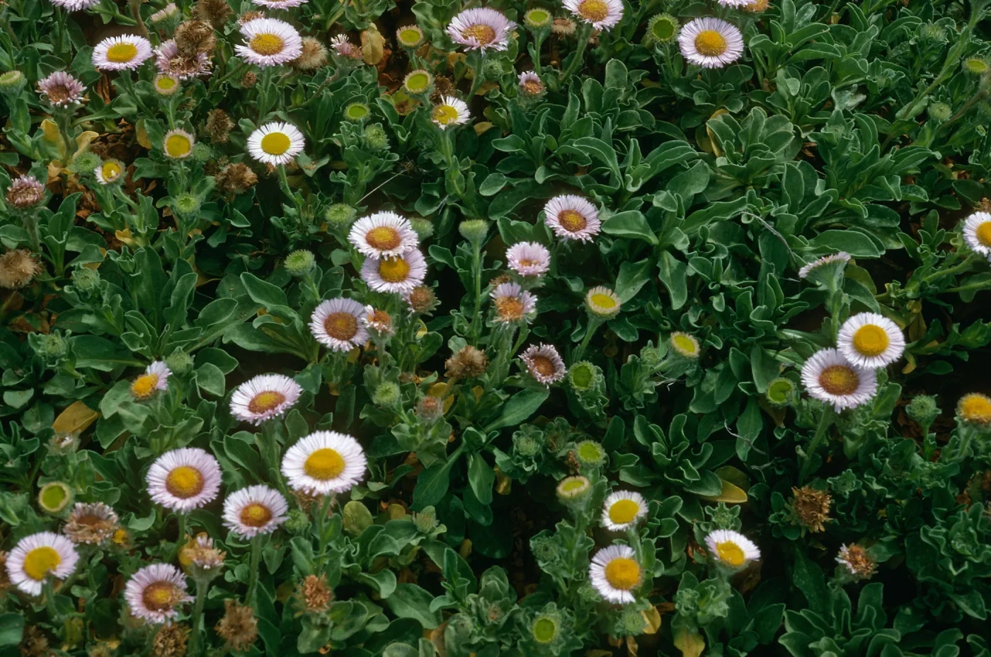 Erigeron glaucus, W. end, San Miguel Isl.