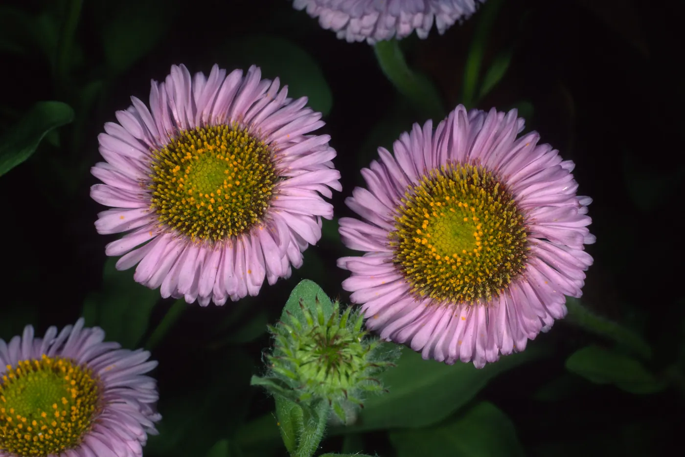 Erigeron glaucus, SBBG