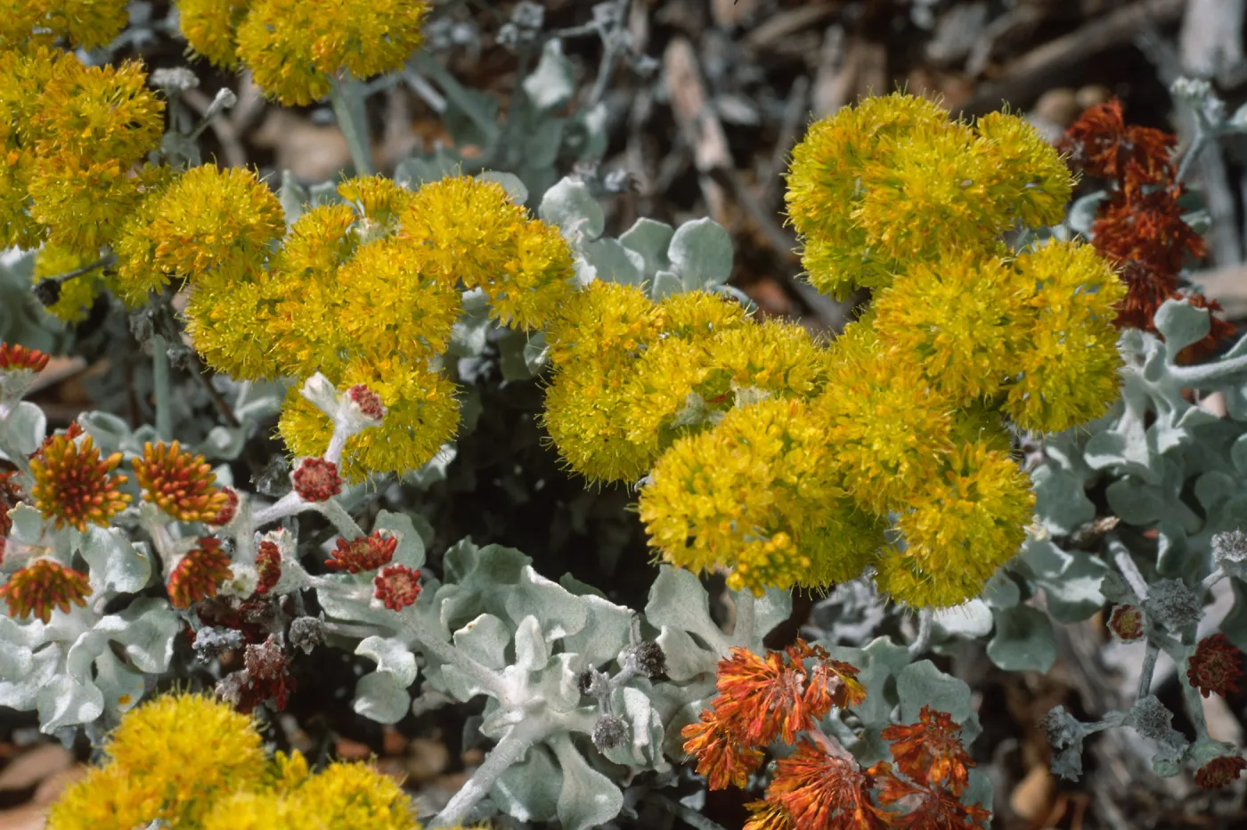Eriogonum crocatum, SBBG