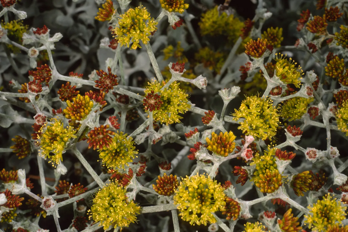 Eriogonum crocatum, SBBG
