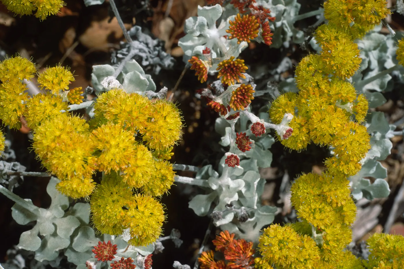 Eriogonum crocatum, SBBG