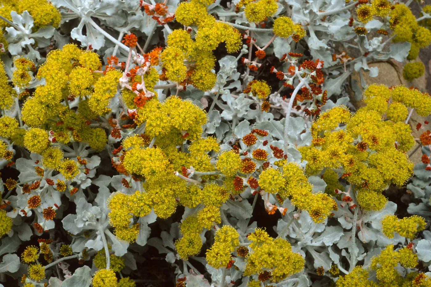 Eriogonum crocatum, SBBG