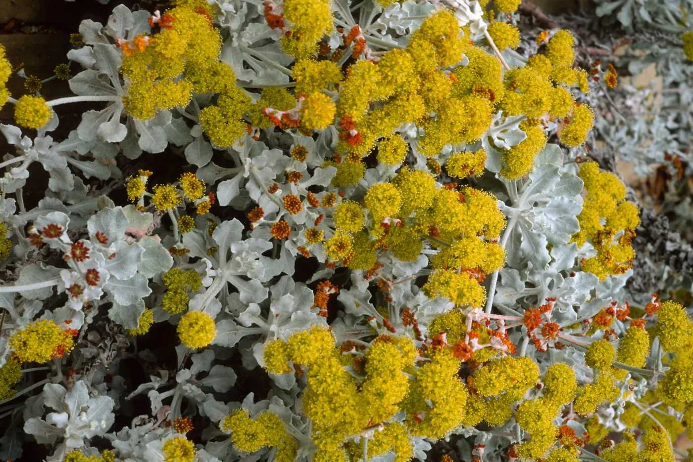 Eriogonum crocatum, SBBG