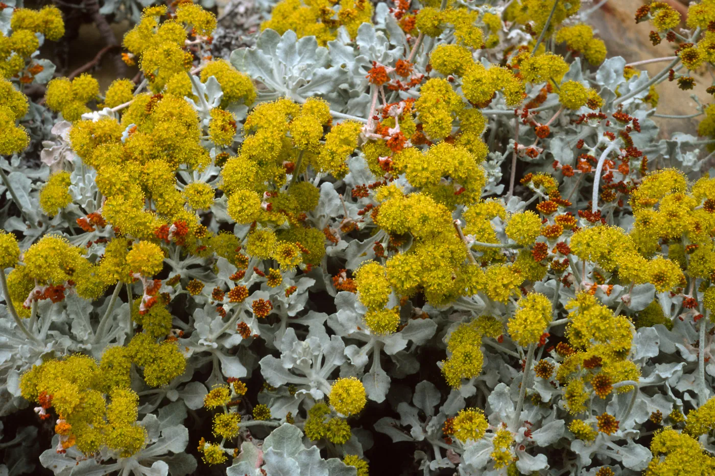 Eriogonum crocatum, SBBG