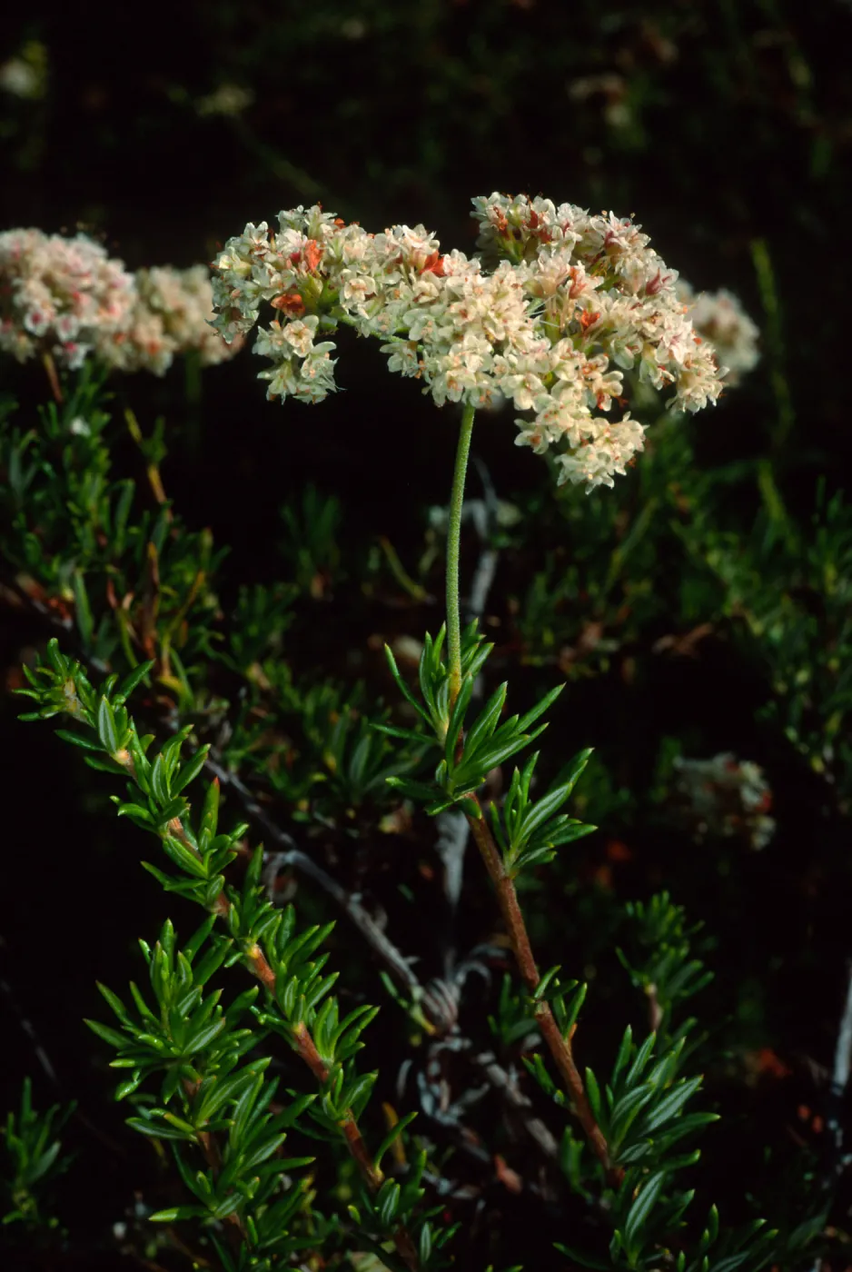 Eriogonum fasciculatum, SBBG