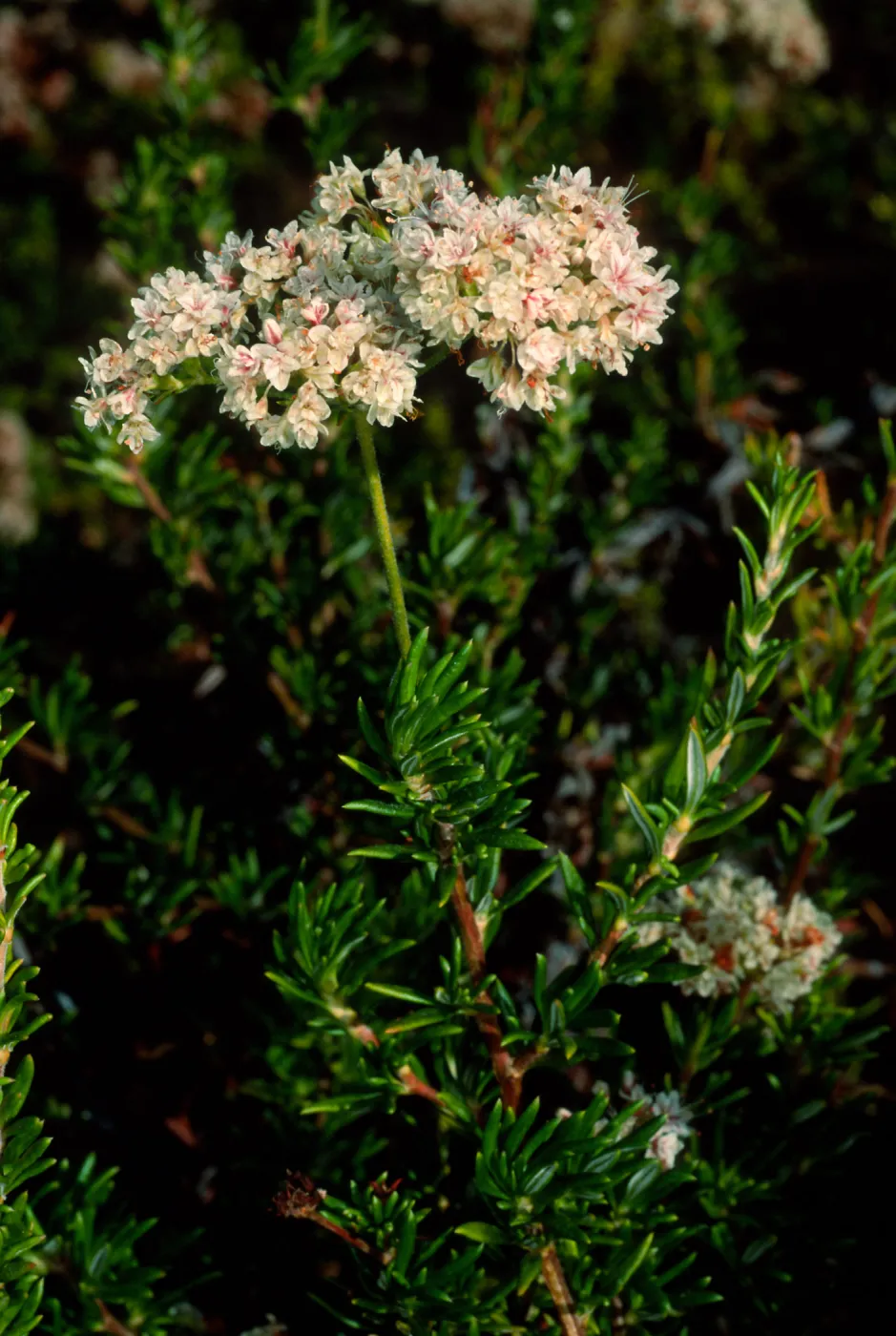 Eriogonum fasciculatum, SBBG